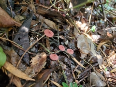 Marasmius haematocephalus