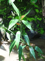 Dracaena sanderiana