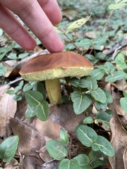 Xerocomus subtomentosus