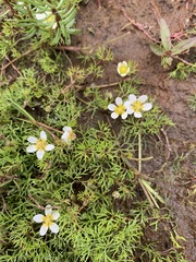 Ranunculus confervoides