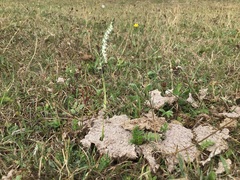 Spiranthes spiralis