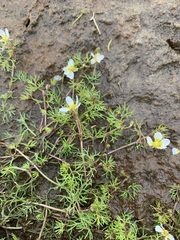 Ranunculus confervoides