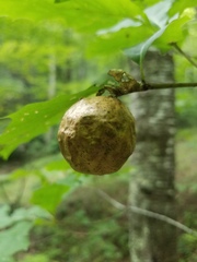 Amphibolips