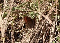 Erebia