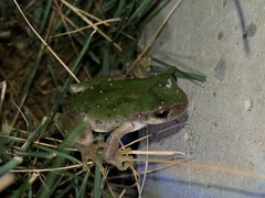 Hyla japonica