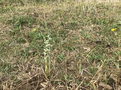 Spiranthes spiralis