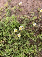 Ranunculus confervoides
