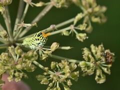 Papilio machaon