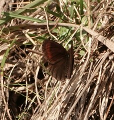 Erebia
