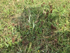 Spiranthes spiralis