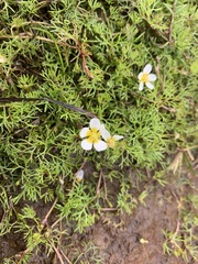 Ranunculus confervoides