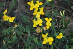Lotus corniculatus