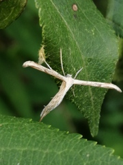 Emmelina monodactyla