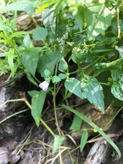 Scutellaria lateriflora