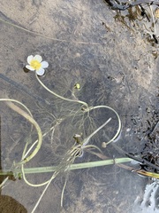 Ranunculus confervoides