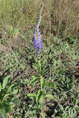 Veronica spicata