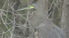 Tigrisoma mexicanum