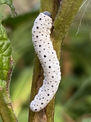 Tenthredo scrophulariae