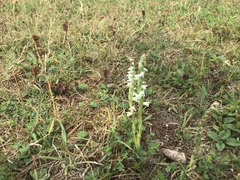 Spiranthes spiralis