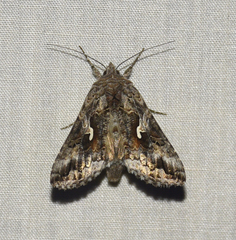 Autographa californica