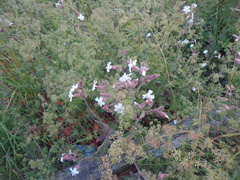 Silene latifolia alba
