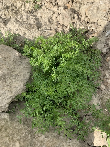Northern tansymustard (Descurainia sophioides)