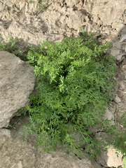 Descurainia sophioides