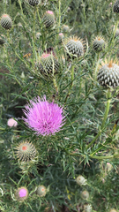 Cirsium discolor