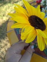 Zelus renardii