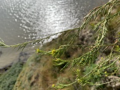 Descurainia sophioides