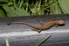 Lacerta agilis