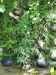 Lygodium japonicum