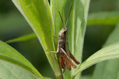 Chorthippus dorsatus