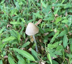 Conocybe apala