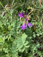 Astragalus alpinus