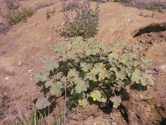 Xanthium orientale riparium