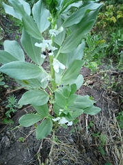 Vicia faba