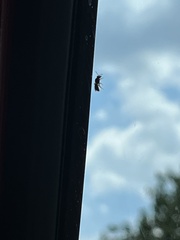 Pterygota