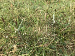 Spiranthes spiralis