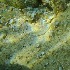 Gobius incognitus