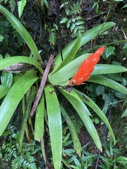 Guzmania berteroniana