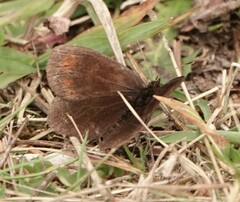 Erebia