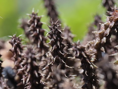 Stapelianthus decaryi