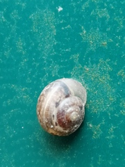 Fruticicola fruticum