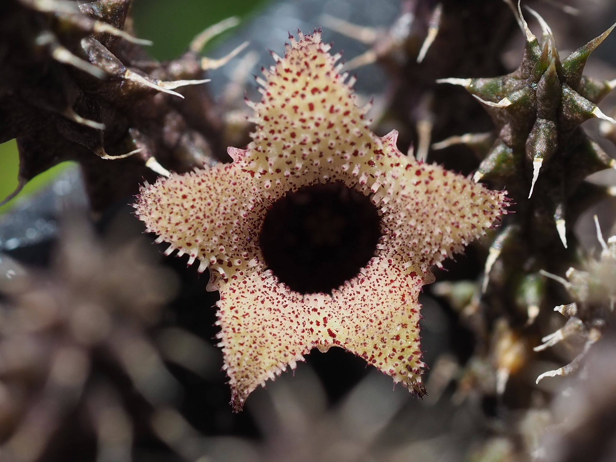 Stapelianthus decaryi Choux 2