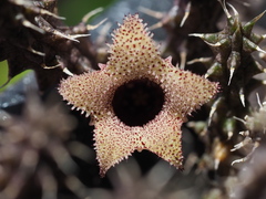 Stapelianthus decaryi