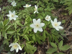 Anemonoides nemorosa