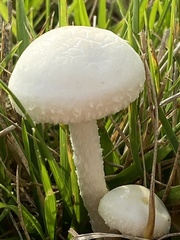 Agrocybe