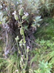 Silene involucrata