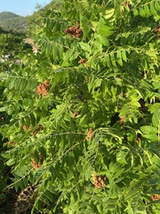 Rhus coriaria